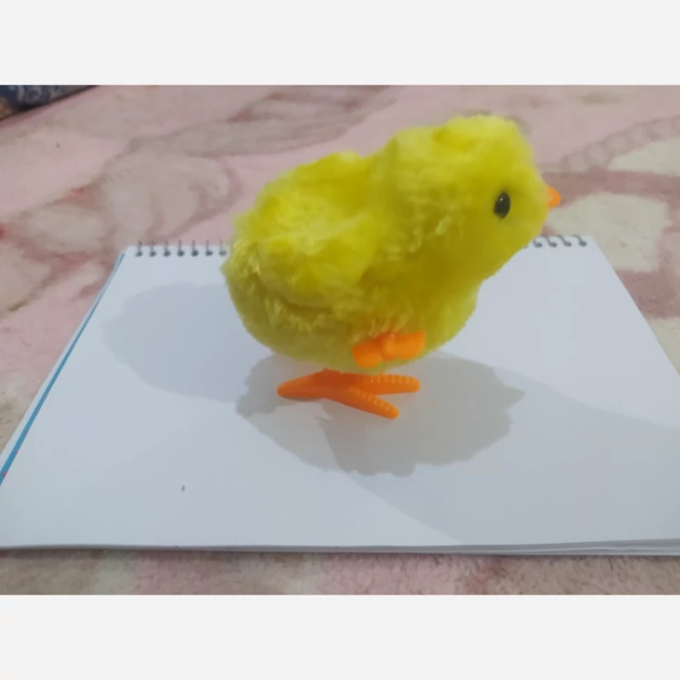 جوجه کوکی اصلی